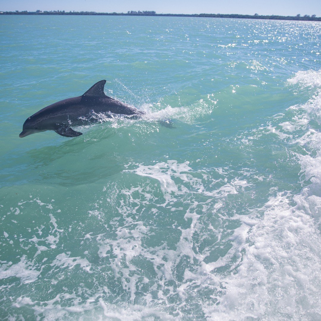 Dolphins at South Seas