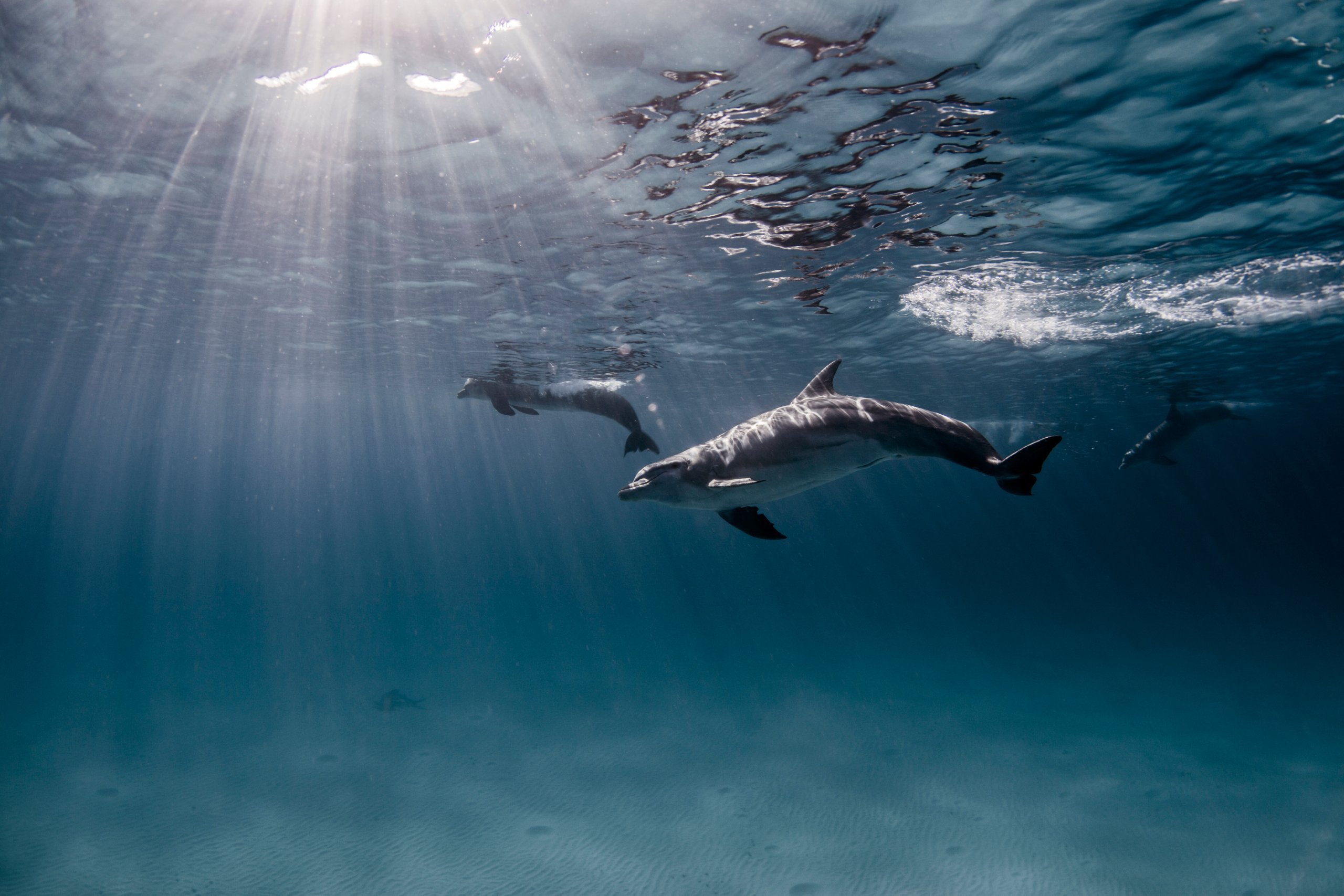 Bottlenose dolphins underwater view Captiva Island Florida
