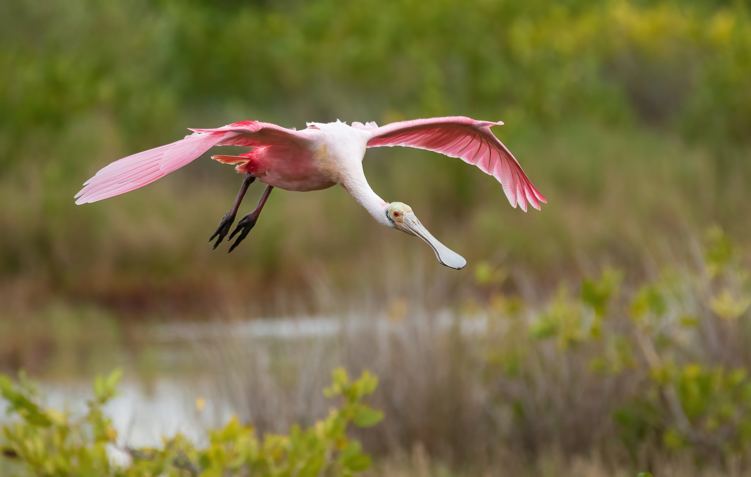 Roseate Spoonbill landing South Seas Resort Captiva Island Florida