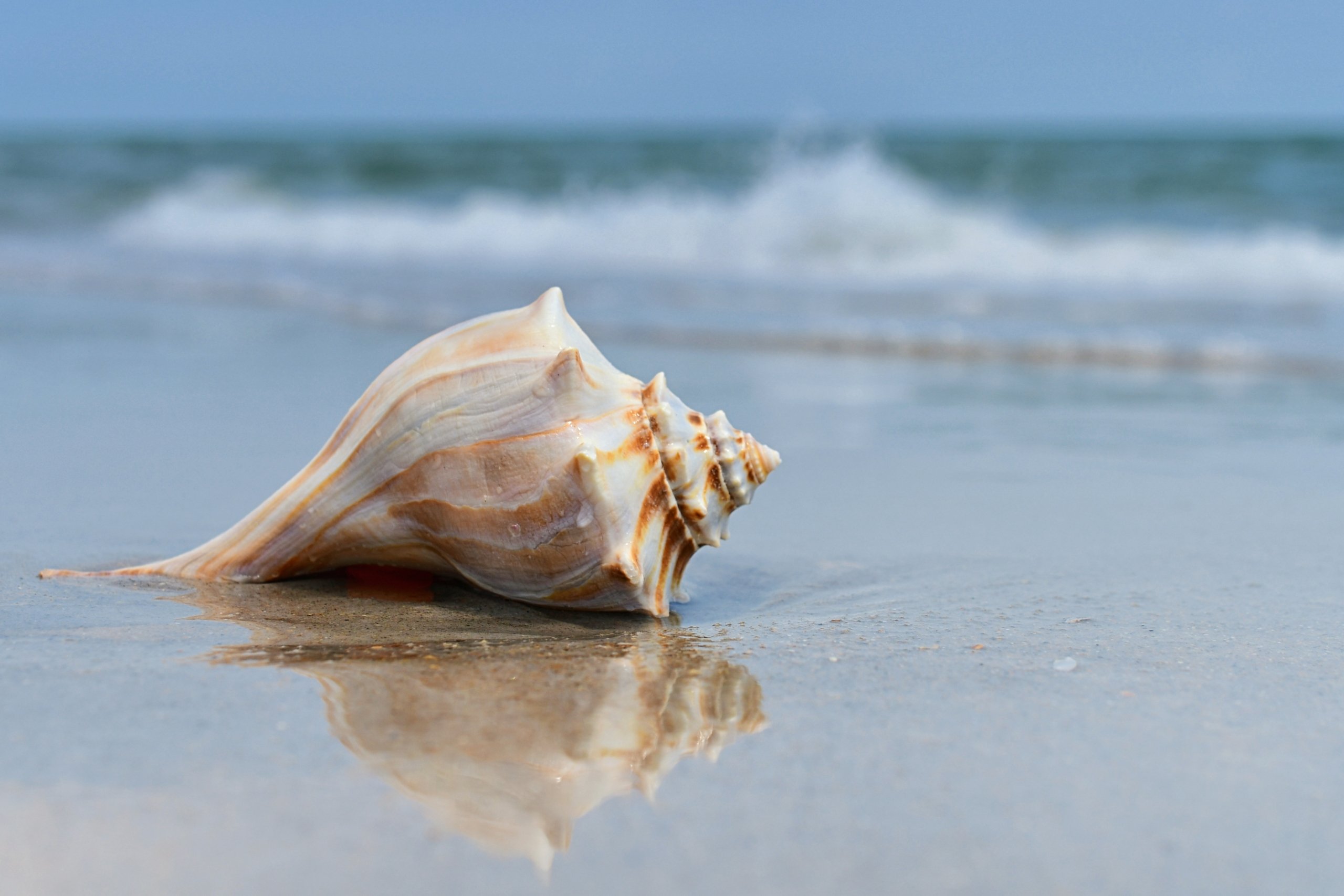 Conch shell on the beach Captiva Island