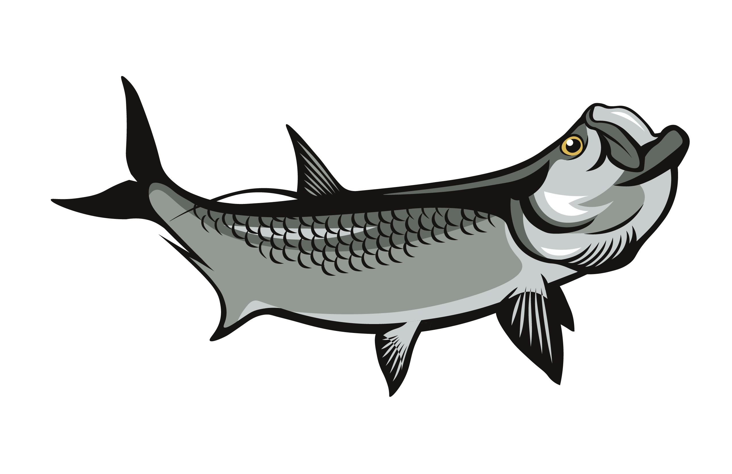 Illustration of a silver tarpon fish with open mouth